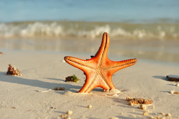 Estrella de mar en una playa — Foto de Stock