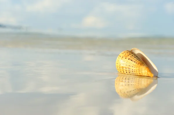 Раковина на пляже — стоковое фото