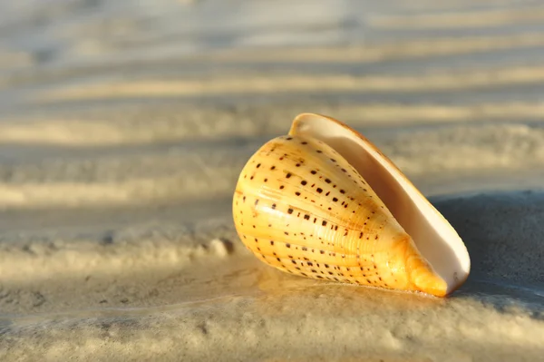 Shell en una playa — Foto de Stock