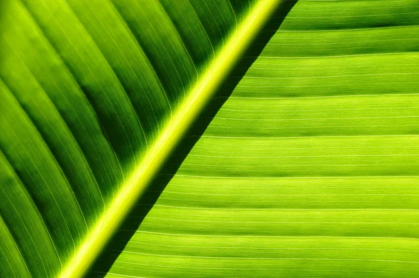 Palmeira folha fundo — Fotografia de Stock