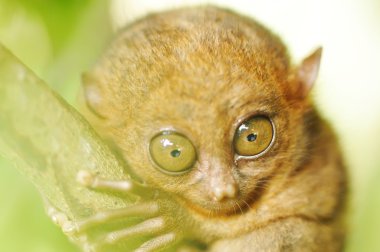 Tarsier clipart