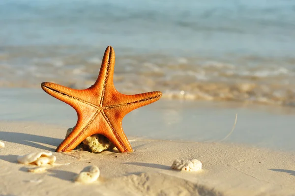 Sjöstjärnor på en strand — Stockfoto