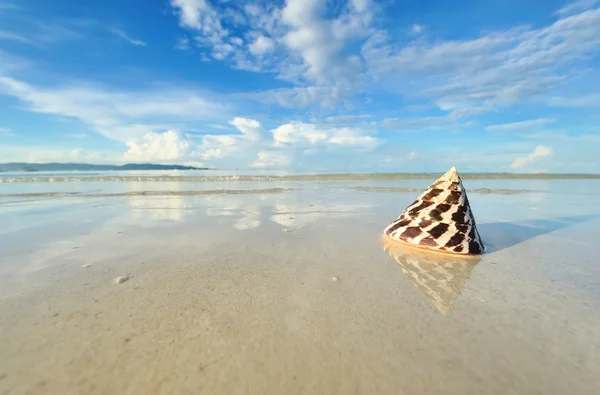 Shell em uma praia — Fotografia de Stock