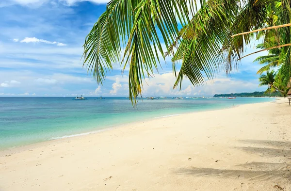 Palmiye ağaçları olan güzel bir sahil — Stok fotoğraf