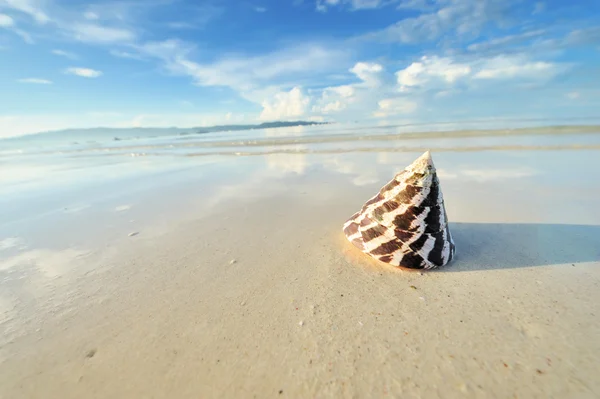 Shell en una playa —  Fotos de Stock