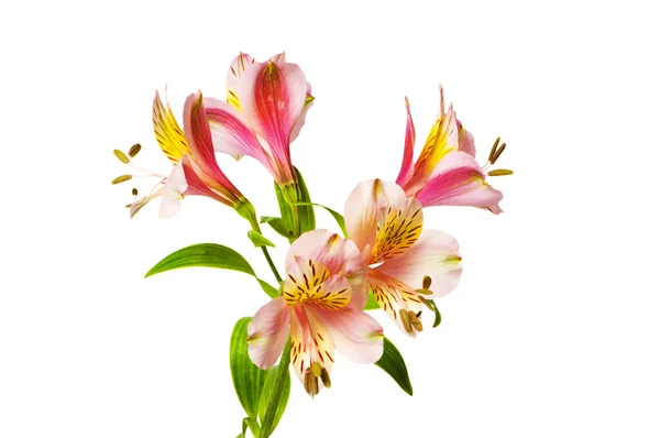 Colourful lilies isolated on the white background — Stock Photo, Image