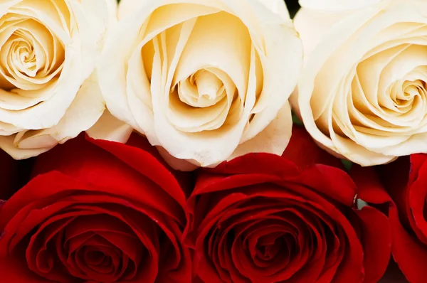 Beyaz izole kırmızı ve beyaz güller — Stok fotoğraf