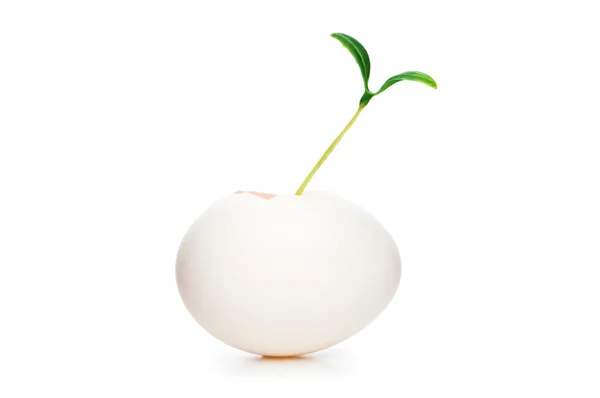 Νέα αντίληψη της ζωής με το σπορόφυτο και το αυγό σε λευκό — Φωτογραφία Αρχείου