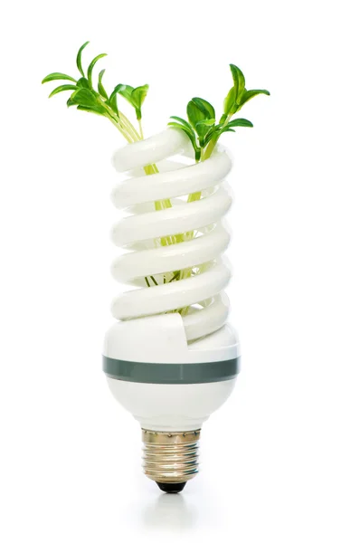 Lâmpada economizadora de energia com plântulas verdes sobre branco — Fotografia de Stock