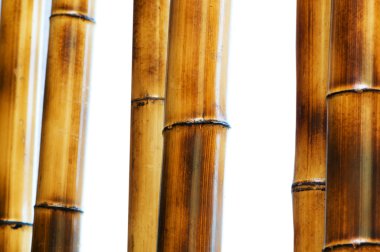 Bamboo branches isolated on the white background clipart