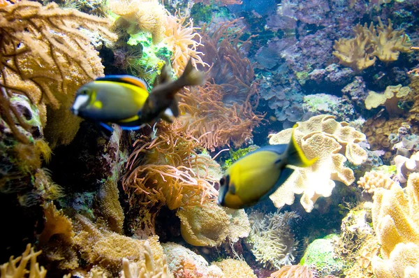 Tropiska fiskar under vattnet på ljusa dagen — Stockfoto