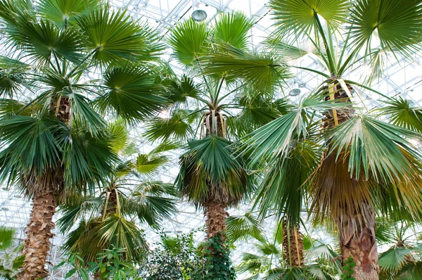 Veel palmen in de serre — Stockfoto
