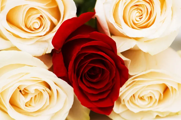 Красные и белые розы изолированы на белом — стоковое фото