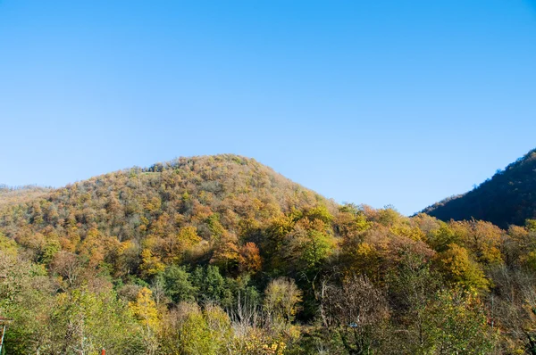 Herfstbos in de bergen — Stockfoto
