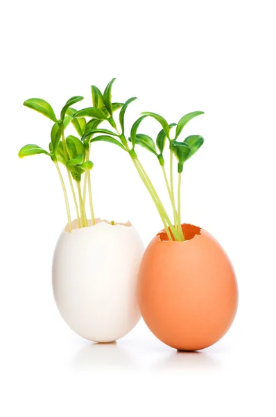 Nuevo concepto de vida con plántulas y huevo sobre blanco —  Fotos de Stock