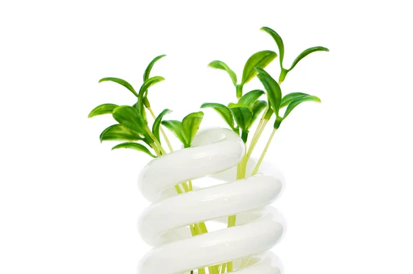 Energiebesparende lamp met groene zaailing op wit — Stockfoto