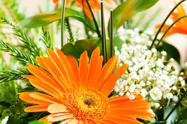 Laranja gerbera flor agaisnt verde desfocado fundo — Fotografia de Stock