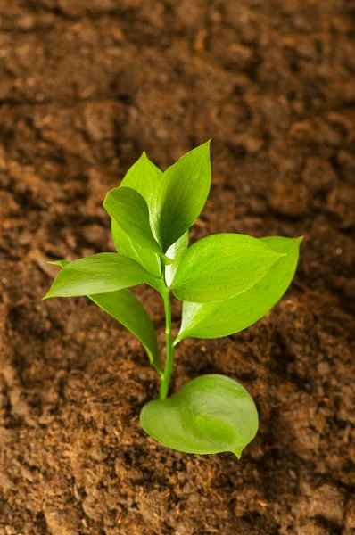 Νέο δενδρύλλιο έννοια - πράσινο ζωής αυξάνεται από χώμα — Φωτογραφία Αρχείου