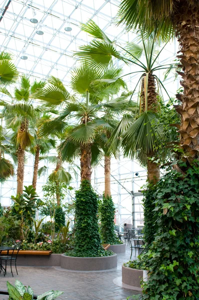 Muchas palmeras en el conservatorio —  Fotos de Stock