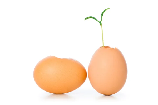 Nový koncept život s sazenice a vejcem na bílém — Stock fotografie