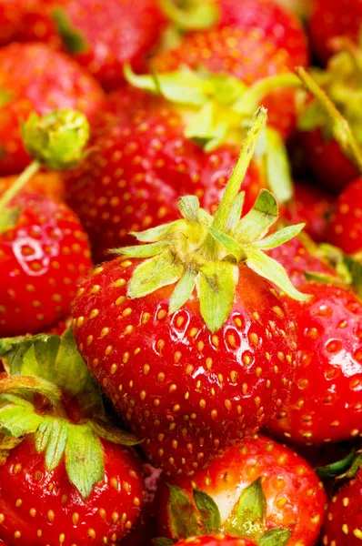 Viele Erdbeeren als Hintergrund arrangiert — Stockfoto