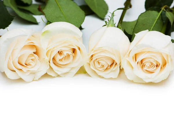 Rode en witte rozen geïsoleerd op wit — Stockfoto