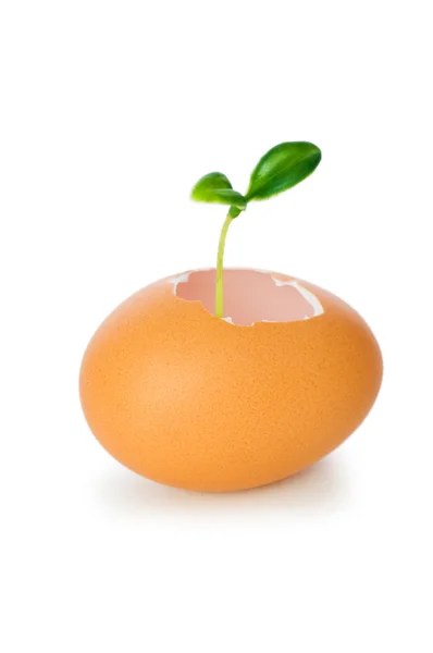 New life concept with seedling and egg on white — Stock Photo, Image