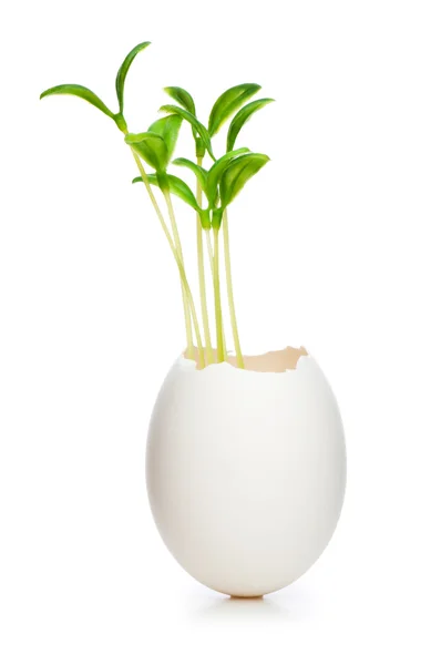 Nový koncept život s sazenice a vejcem na bílém — Stock fotografie