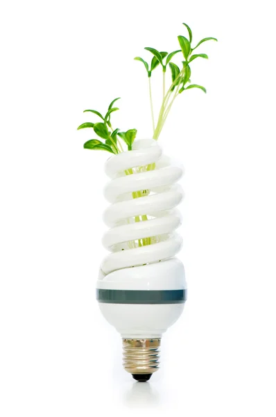 Úsporná zářivka, s zelené sazenice na bílém pozadí — Stock fotografie