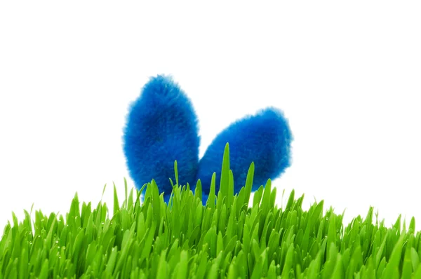 Ears of easter bunny and green grass — Stock Photo, Image