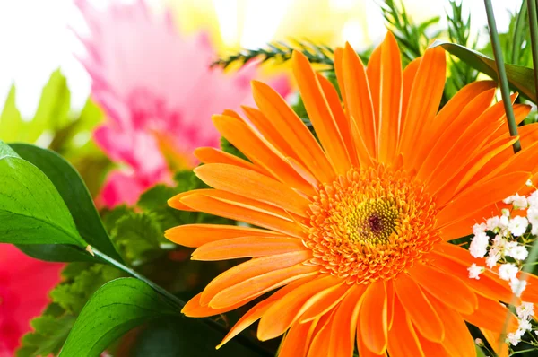 Oranžová gerbera květina agaisnt zelené rozmazané pozadí — Stock fotografie