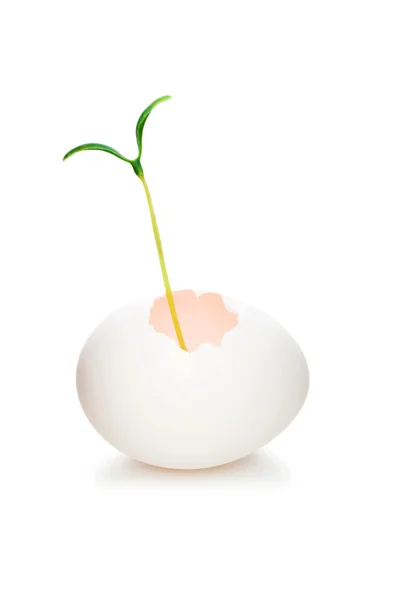 Nuovo concetto di vita con piantina di semenzaio e uovo su bianco — Foto Stock
