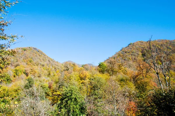 Podzimní les v horách — Stock fotografie