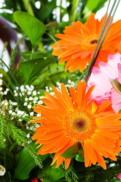 Gerbera pomarańczowy kwiat agaisnt zielony rozmazane tło — Zdjęcie stockowe