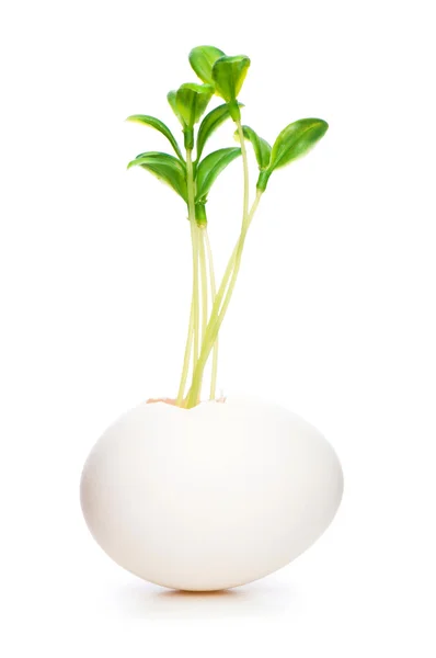 Nuevo concepto de vida con plántulas y huevo sobre blanco — Foto de Stock