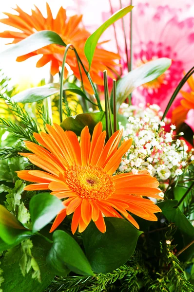 Orange gerbera flower agaisnt green blurred background Royalty Free Stock Images