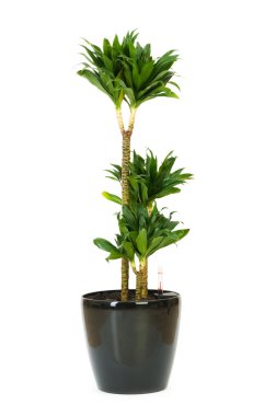 Dracaena plant isolated on the white background clipart