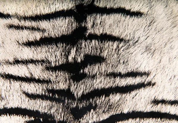 Imitacja skóry tygrysa jako tło — Zdjęcie stockowe