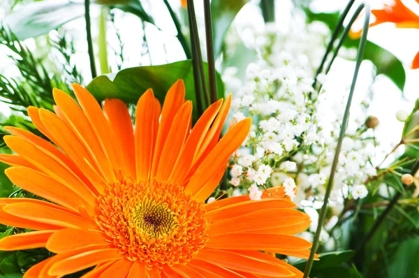 Arancione gerbera fiore agaisnt verde sfondo sfocato — Foto Stock