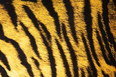 Imitation of tiger leather as a background clipart