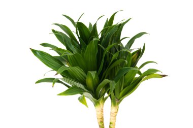 Dracaena plant isolated on the white background clipart