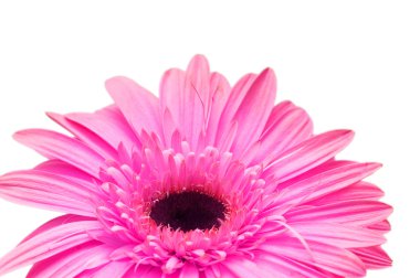 üzerinde beyaz izole gerber daisy, yakın çekim