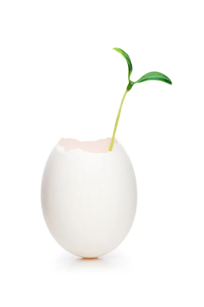 Nieuw leven concept met zaailing en ei op wit — Stockfoto