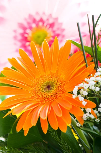 Oranžová gerbera květina agaisnt zelené rozmazané pozadí — Stock fotografie