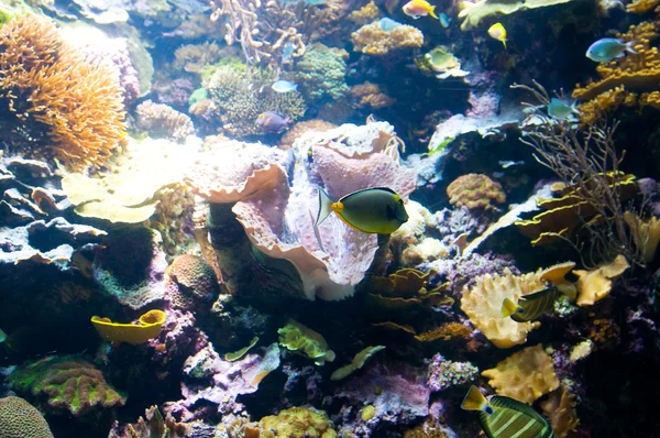 Peixes tropicais debaixo de água no dia brilhante — Fotografia de Stock