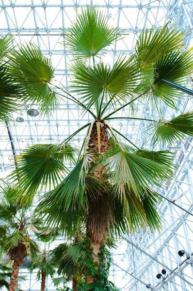 Many palms in the conservatory — Stock Photo, Image