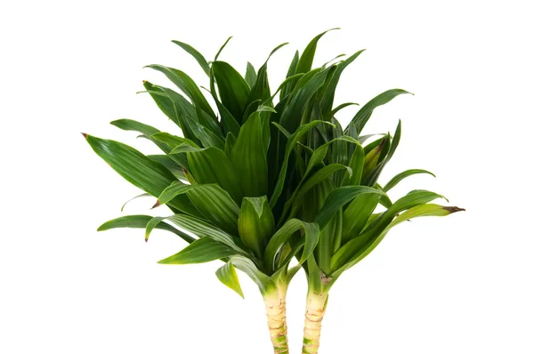 Dracaena növényi, elszigetelt fehér background — Stock Fotó