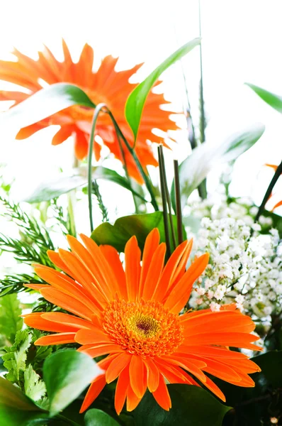 Laranja gerbera flor agaisnt verde desfocado fundo — Fotografia de Stock