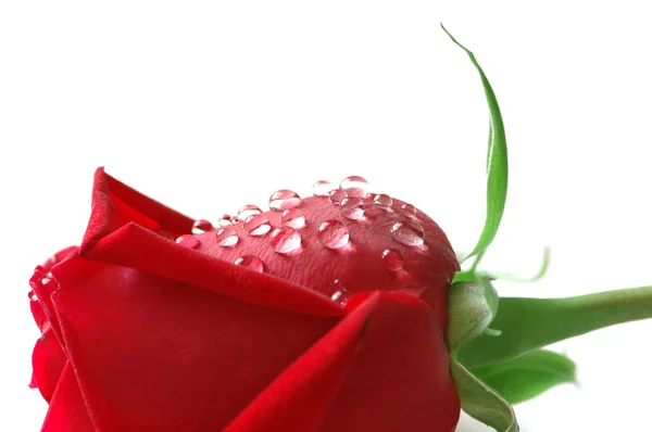 Červená růže s kapkami vody izolovanými na bílém — Stock fotografie