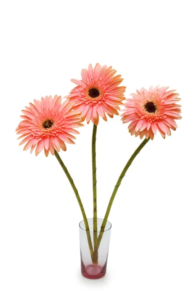 Gerber daisies isolated on the white background — Stock Photo, Image